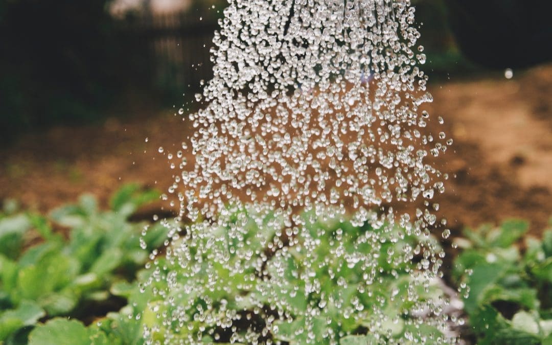 Leçon de jardinage : culture organisationelle